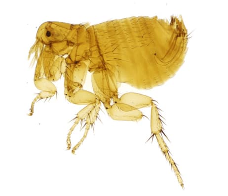 Xenopsylla cheopis