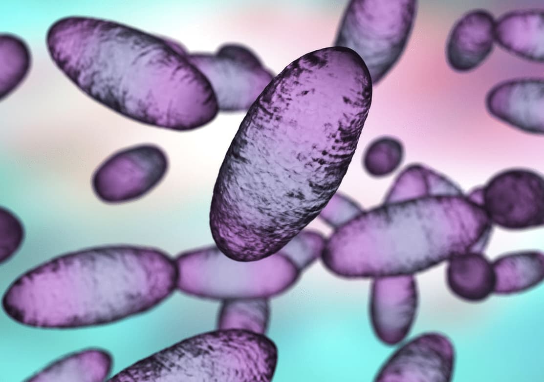 Yersinia pestis terapia