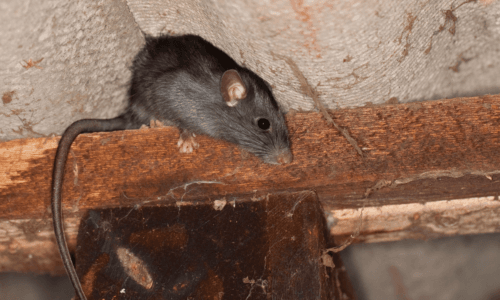 Rattus Rattus, Il Ratto dei Tetti