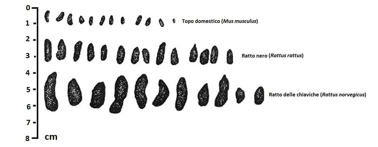 Escrementi di topo in casa