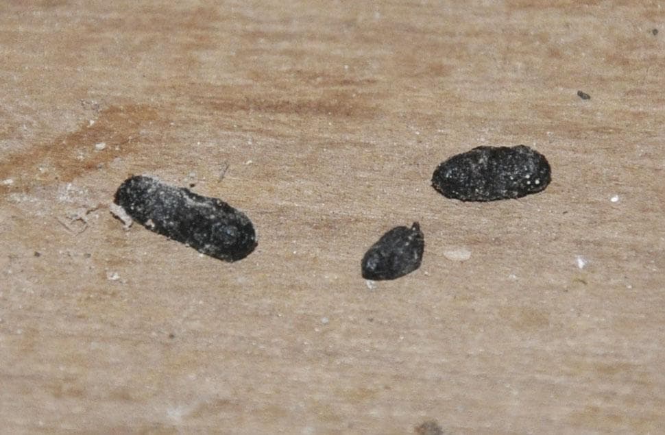 Immagine di escrementi di Rattus norvegicus