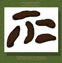 Immagine di escrementi di Rattus norvegicus