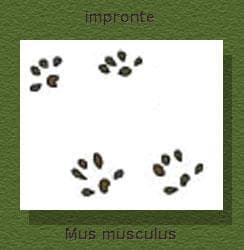 Immagine di impronte di Topo domestico