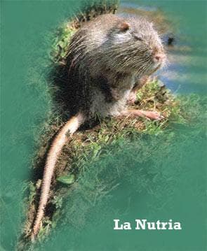 Immagine di una Nutria