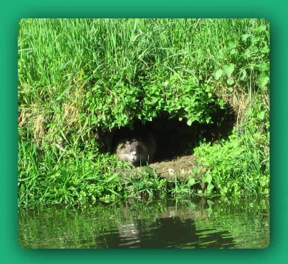 Immagine di una Nutria nella sua tana