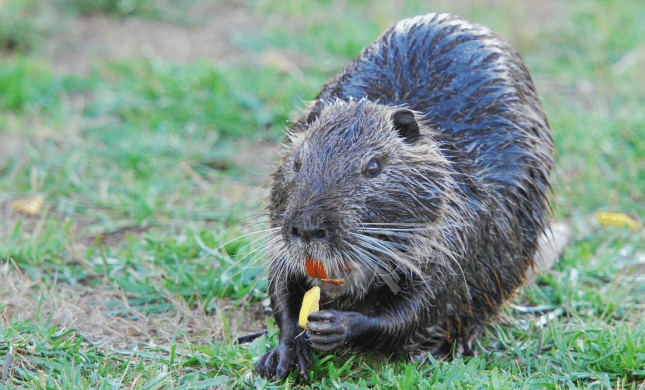Myocastor Coypus – Nutria