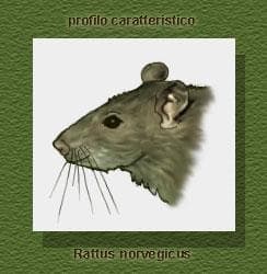Immagine del profilo di Rattus norvegicus