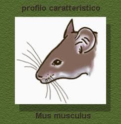 Topo domestico
