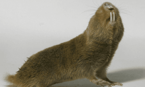Ratto Talpa