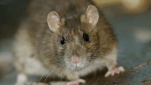 rattus norvegicus ratto norvegese