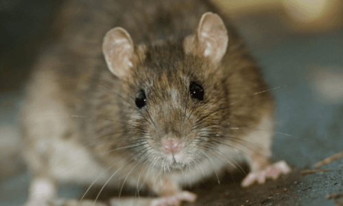 Topo di Fogna: il Rattus Norvegicus