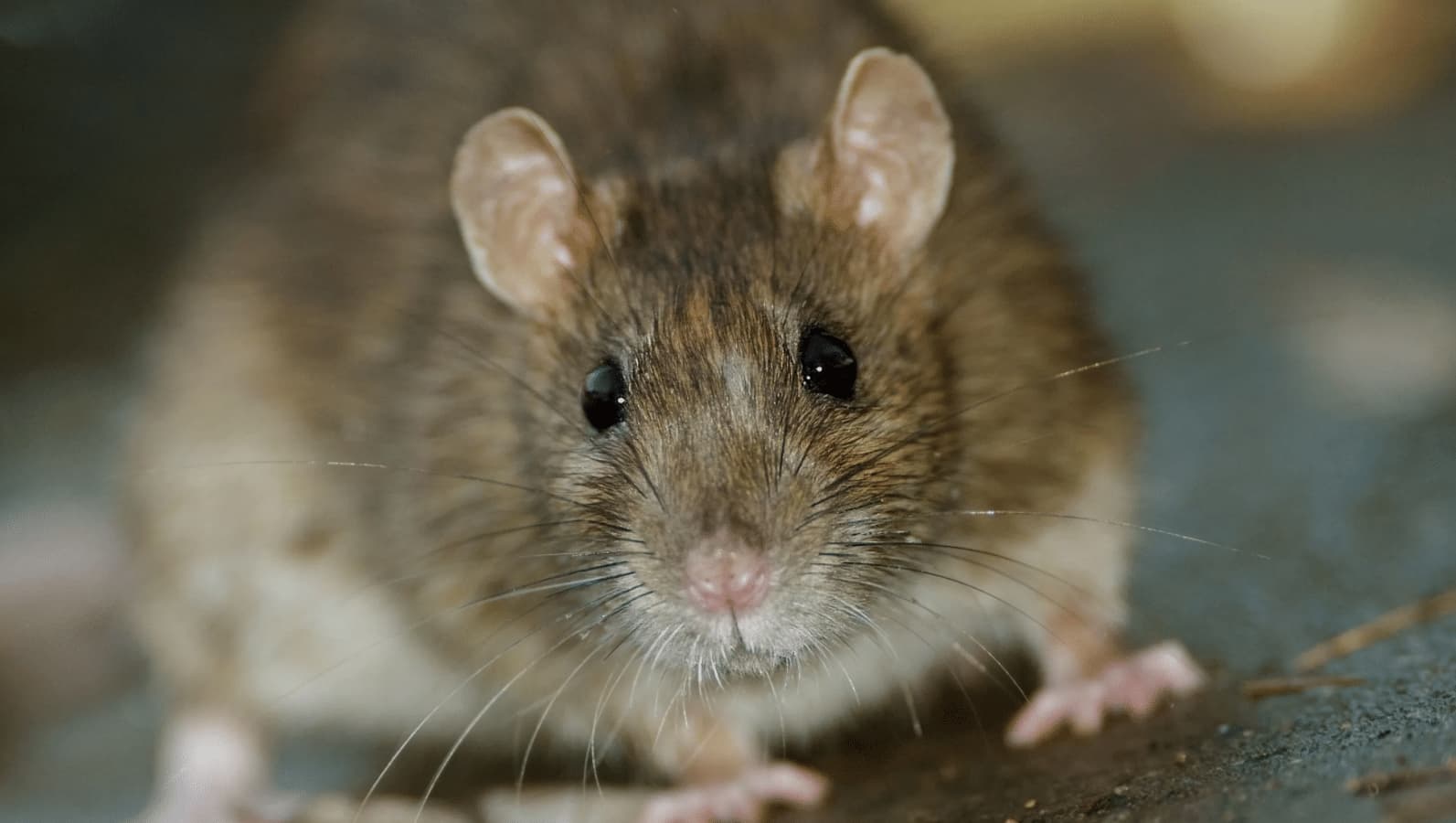 Topo di Fogna: il Rattus Norvegicus