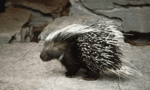 Istrice – Hystrix cristata