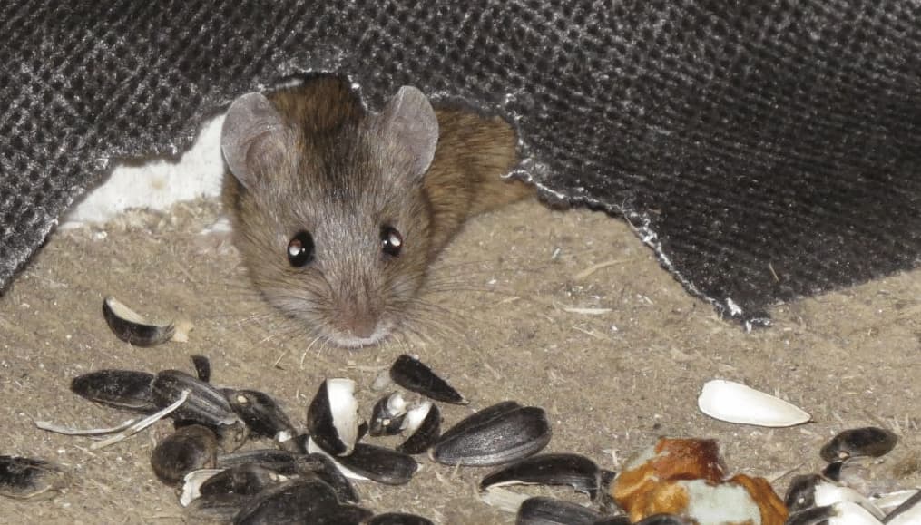 Mus Domesticus: il Topo delle Case Conosciamolo meglio!