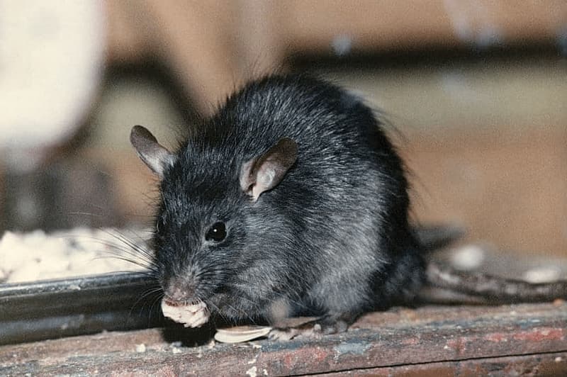 topo nero peste