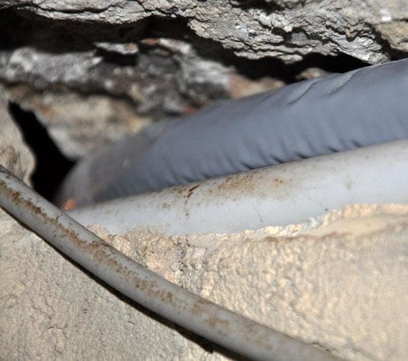 Immagine di traccie untose di Rattus norvegicus