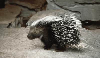 Istrice – Hystrix cristata