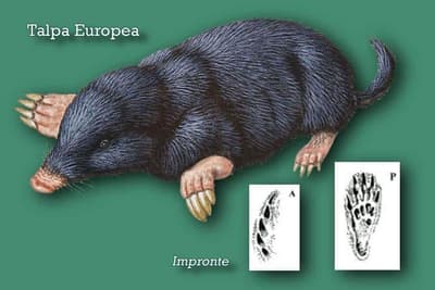 Immagine di una Talpa Europea