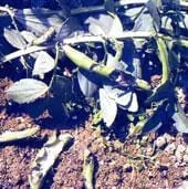 Immagine di danni a baccelli di fava provocati da un Istrice