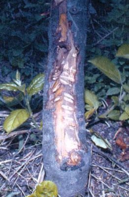 Immagine di danni ad un albero di mele provocati da un Istrice