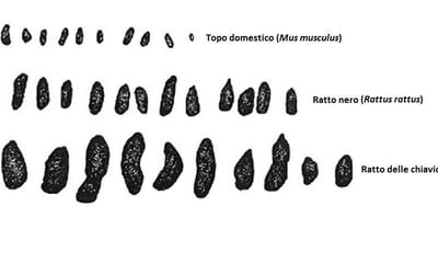 Escrementi di Topo in Casa?