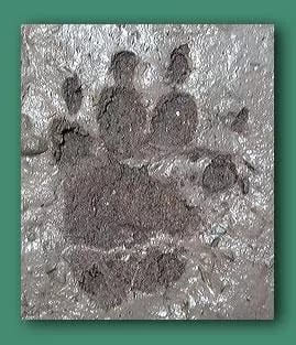 Immagine di un impronta anteriore di Istrice