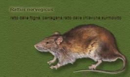 Immagine disegnata di Rattus norvegicus