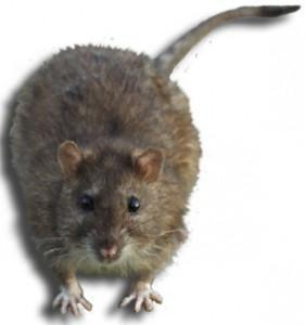 Immagine di un Rattus norvegicus